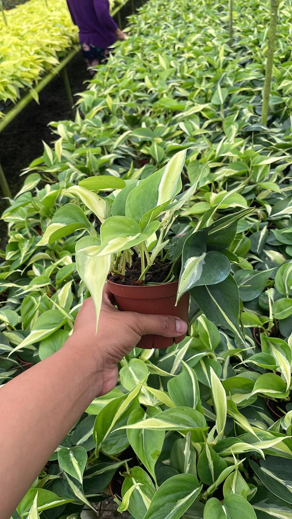 8" Philodendron Rio HB